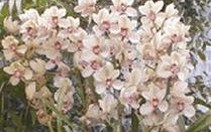 Sản xuất giá thể trồng hoa lan từ các phụ phế phẩm nông nghiệp