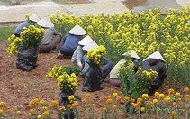Festival Hoa Đà Lạt: "Nhân vật" chính đâu rồi?
