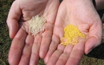 Đẩy mạnh nghiên cứu giống "gạo vàng"