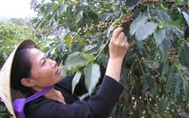 "Nữ chúa" rừng Lạc Dương