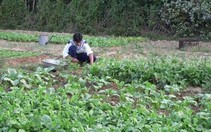 Tết của lính đảo Thổ Chu