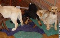 Mỹ: Phá đường dây vận chuyển ma túy bằng chó