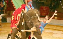 Xiếc thú Hà Nội biểu diễn ở TP.HCM