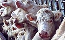EU dỡ bỏ lệnh cấm xuất khẩu thịt bò Anh