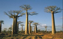 Cây baobab (Adansonia)