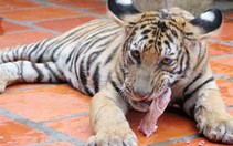 Hổ Đông Dương sinh nở trong điều kiện nuôi nhốt