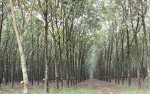 Bình Dương: biến đất công thành... đất tư nhân