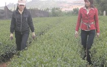 Lâm Đồng: trồng chè Ô Long