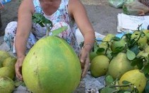 Vĩnh Long: Trái "bưởi chúa" trong xứ bưởi