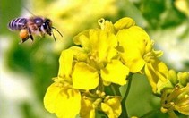 Mỹ: loài ong bị mất tích hàng loạt một cách bí ấn