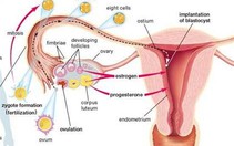 Bảo quản thành công buồng trứng đông lạnh