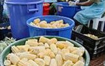 Một nồi xúp, 40.000 người ăn!