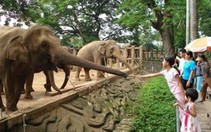 Sở thú bị ô nhiễm?