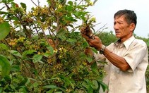 Khốn đốn làng mai