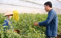 Tuấn "gàn" bỏ phố lên bản