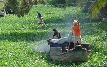 Lục bình dày đặc cản mũi ghe xuồng