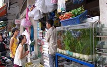 "Hội chứng" cá cảnh - Kỳ 1: "Trăm hoa đua nở"