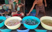 "Hội chứng" cá cảnh (Kỳ 6): "Ăn theo" cá cảnh