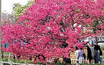 "Blue Zones" - những nơi con người trường thọ