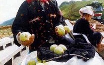 Thơm ngọt đào Mẫu Sơn