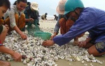 "Lộc trời" trên bãi biển Chân Mây