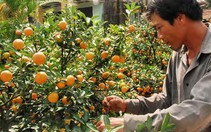 Mai, quất tết Hội An: trông trời!