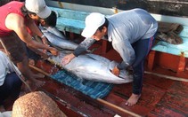 Phú Yên: liên tiếp trúng đậm cá ngừ đại dương