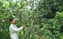 "Hải cụt" hoàn lương