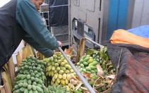 Ách tắc tại cửa khẩu Tân Thanh: Hàng ngàn tấn nông sản có nguy cơ đổ bỏ