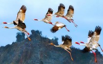Triển lãm ảnh Sếu đầu đỏ của Trương Thanh Nhã