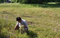 Thú hái rau dại ở Mỹ