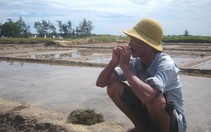 Đắng lòng với con tôm, hạt muối