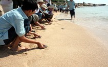 Ninh Thuận: Cứu hộ, thả về biển 86 rùa xanh quí hiếm