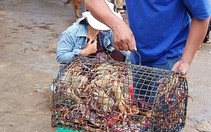Tạo vùng sinh sống tự nhiên cho cua đá