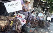Cua đá Cù Lao Chàm đang bị khai thác rầm rộ