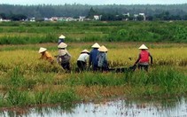 Mưa kéo dài, hàng trăm hecta lúa chuẩn bị thu hoạch bị ngập úng