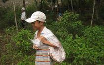 Mùa nấm tràm