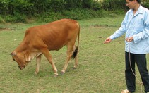 Dân mắc nợ vì... bò dự án
