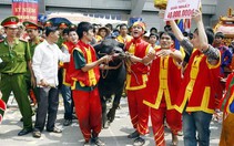 40.000 người dự hội chọi trâu Đồ Sơn