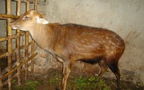 Hà Tĩnh: Cung cấp hươu sao giống cho người nuôi trong nước