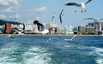 Du lịch thăm hội chợ thủy sản Busan, Hàn Quốc
