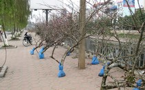 Chuyển hoa đào rừng xuống phố