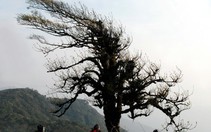 Phia Oắc, tiểu thần tiên...