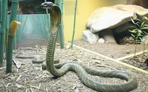 Rắn hổ mang chúa sinh sản trong môi trường nuôi nhân tạo