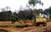 Vụ phá rừng thông chiếm đất: Đà Lạt chỉ đạo ngành chức năng vào cuộc