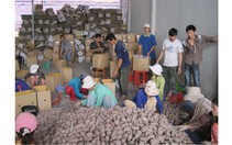 Khoai lang Vĩnh Long xuất khẩu sang Trung Quốc