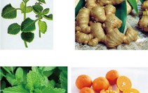 Eugintol Fresh - giải pháp hữu hiệu cho mọi cơn ho