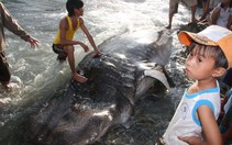 Cá chết dạt vào biển Quy Nhơn là cá nhám voi