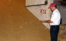 "Choáng" với nhập khẩu lúa mì