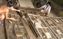 Chợ chuột miền Tây mùa lũ không về